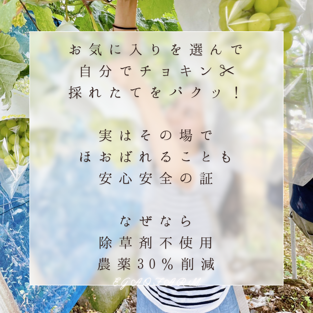 【子供】10/12開催 EGAOFARM presents 『豊かさの象徴 究極ぶどうを味わう 極上ツアー！』
